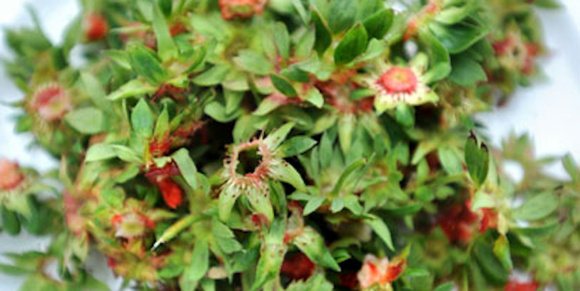 Erdbeeren Stielansatz