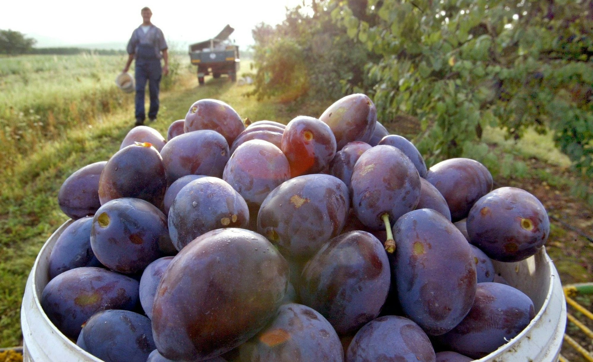 zwetschgen feld im eimer