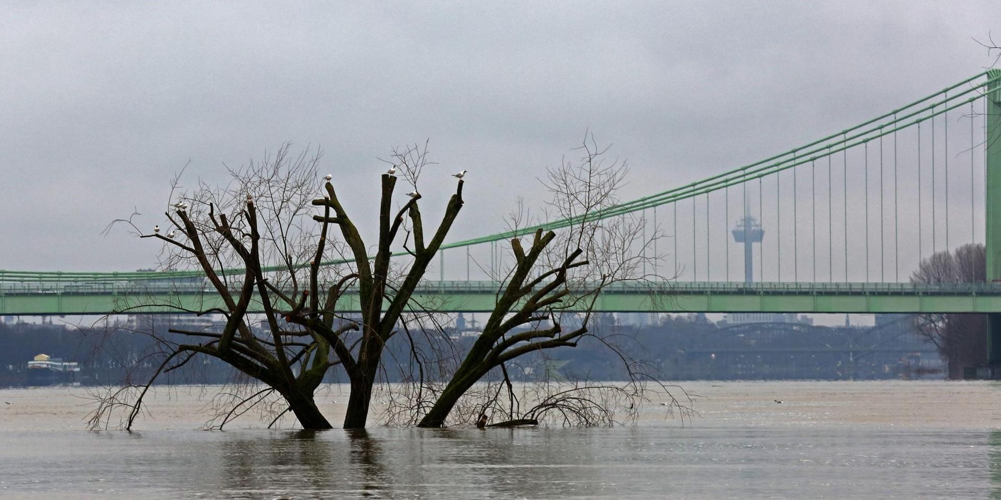 Rhein Hochwasser 070221 GOYERT