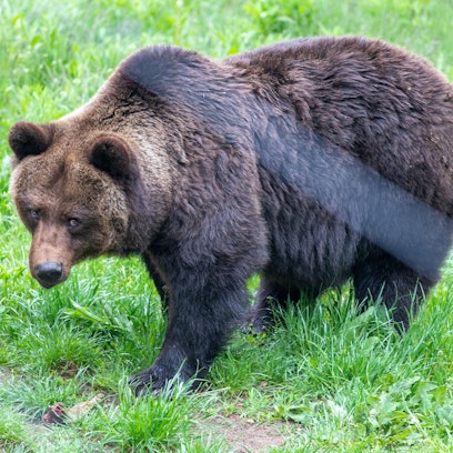 Braunbär