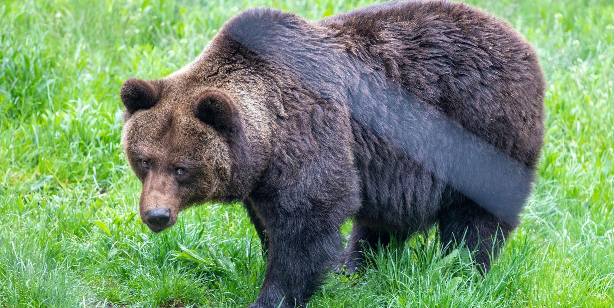 Braunbär