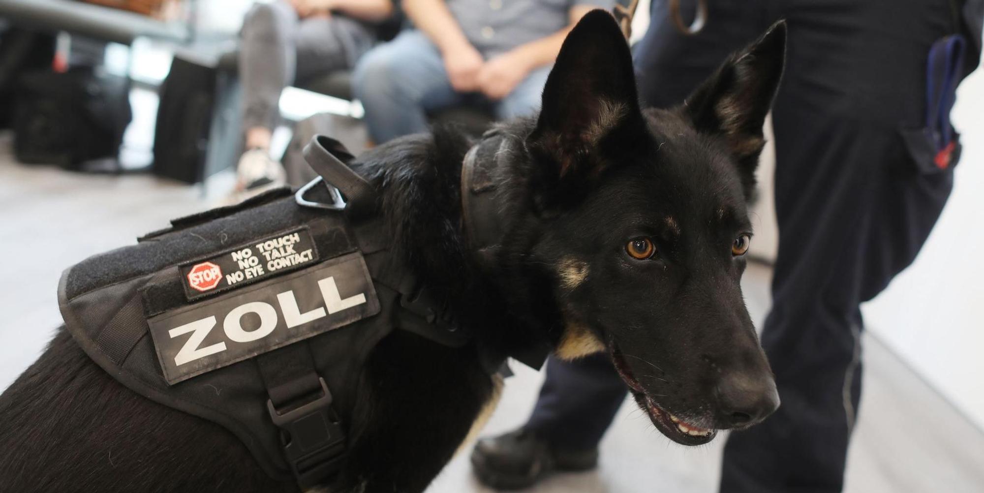 Spürhund Zoll
