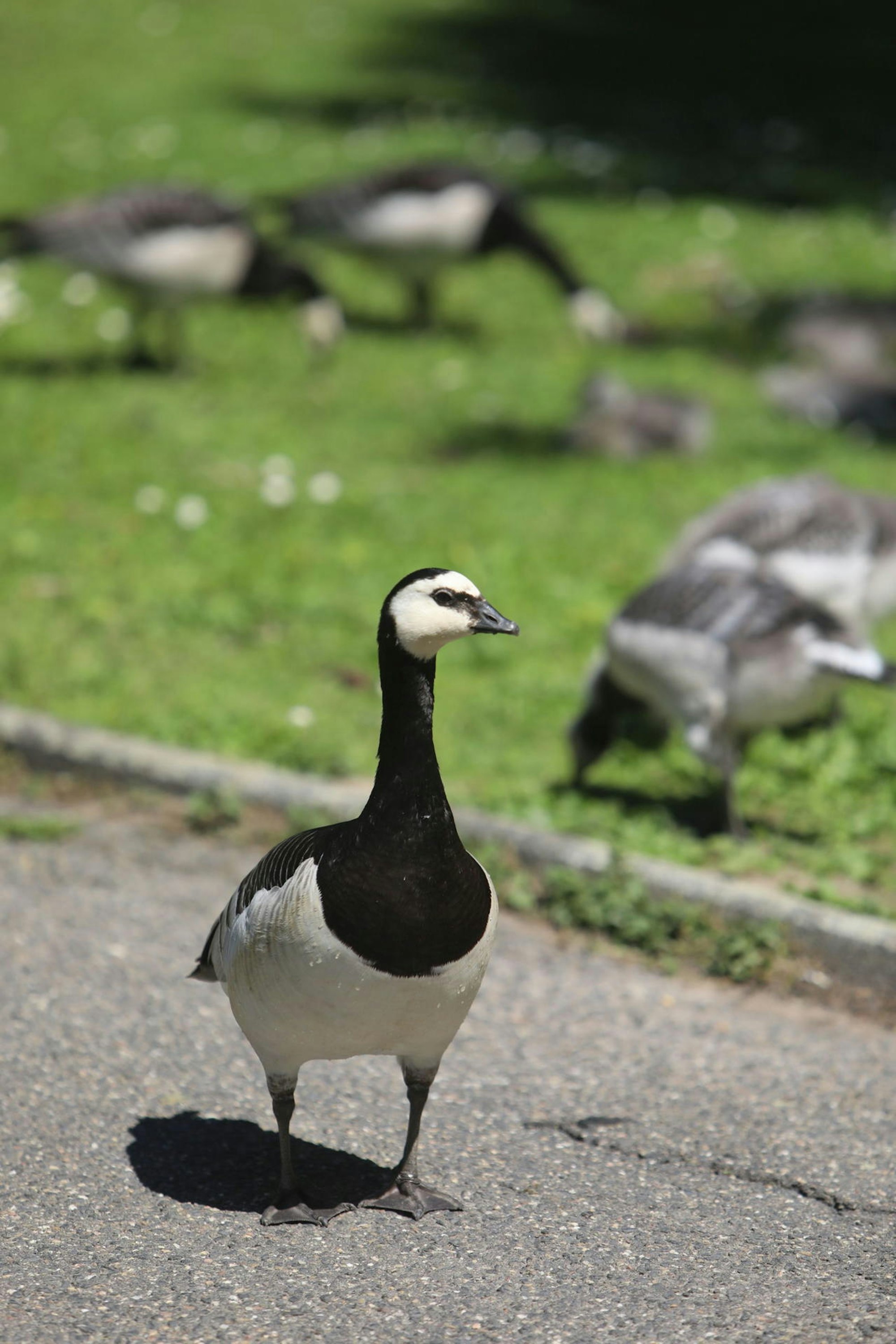 weiher_gaense_haus_schlesien_heisterbacherrott_2