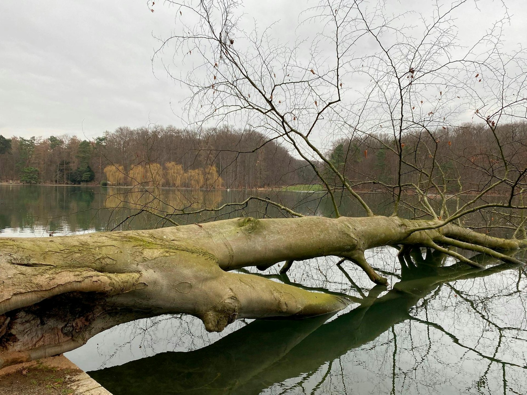 Fiedler Weiher