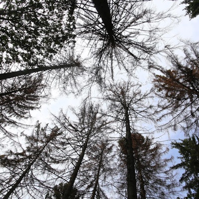 Fichte Eifel Borkenkäfer