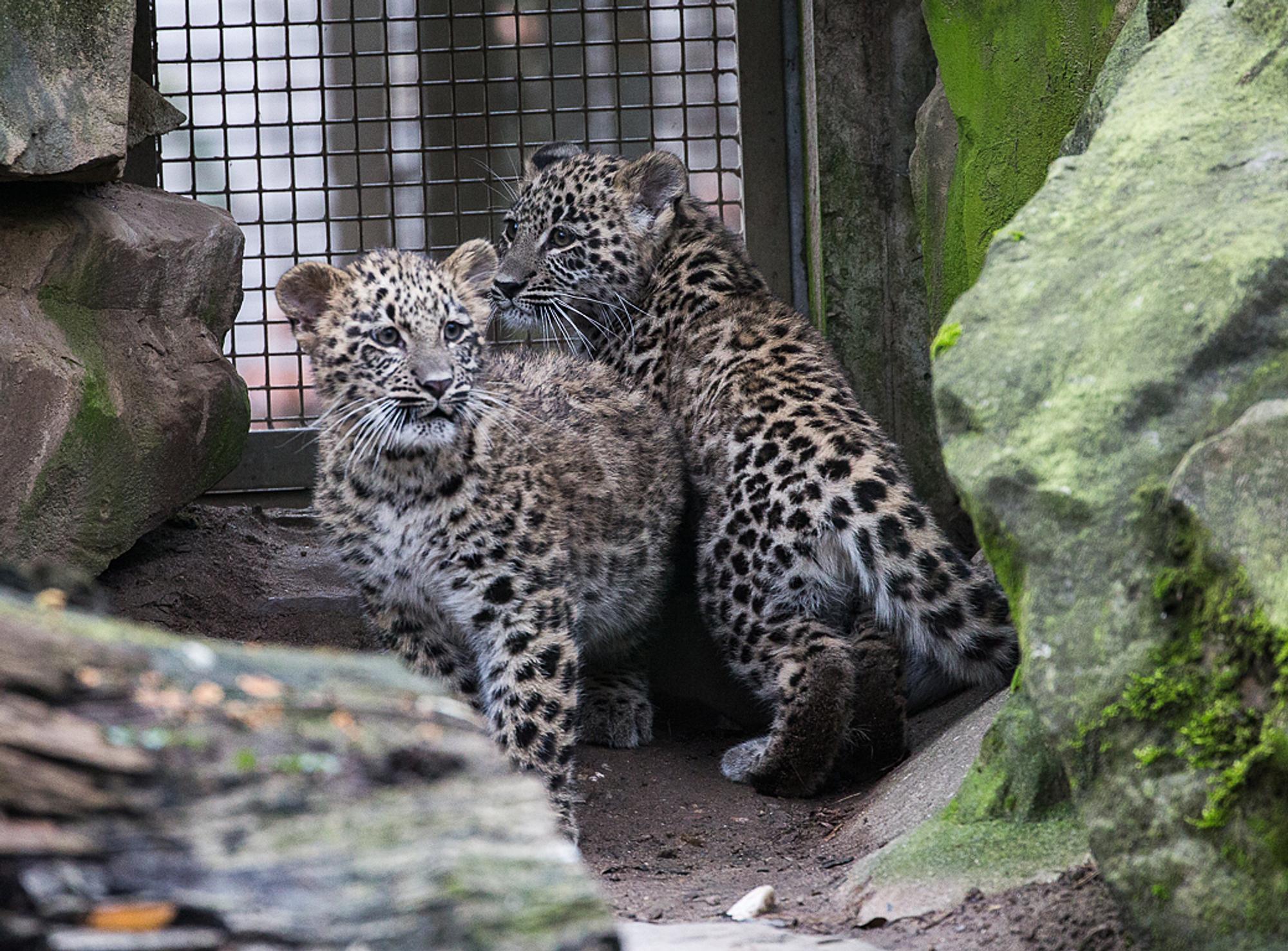 LEOPARDEN_ZOO