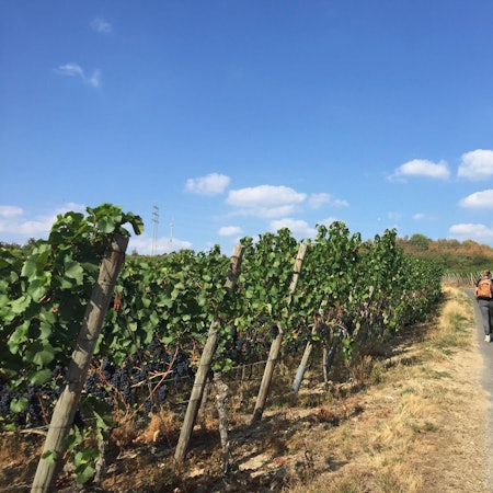 Ahr 4 wandern Reiche