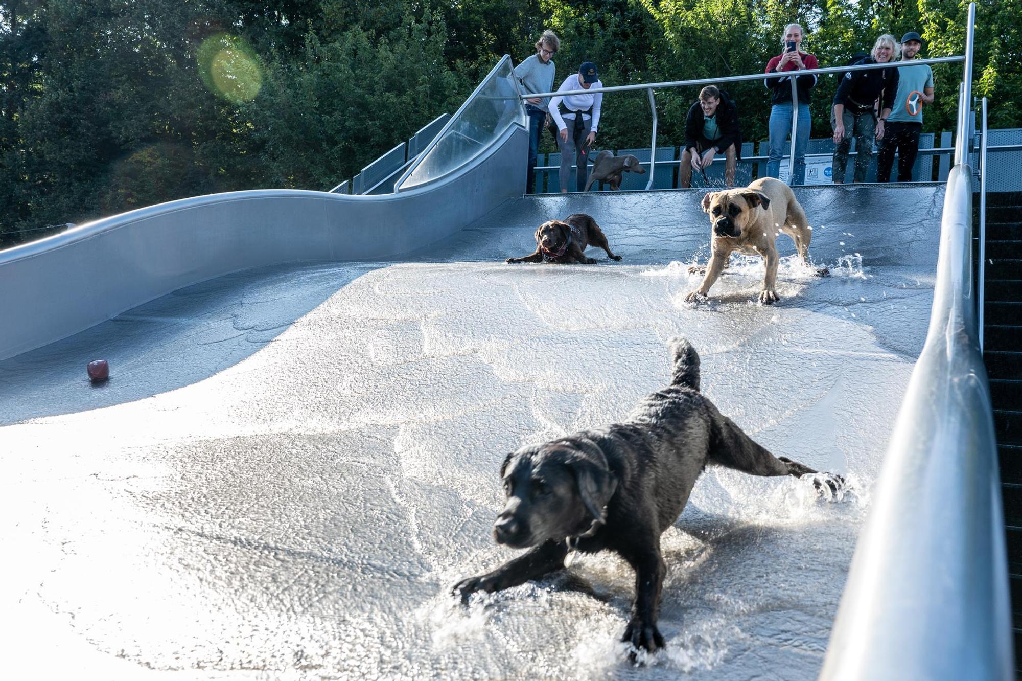 hundeschwimmenstadionbad7