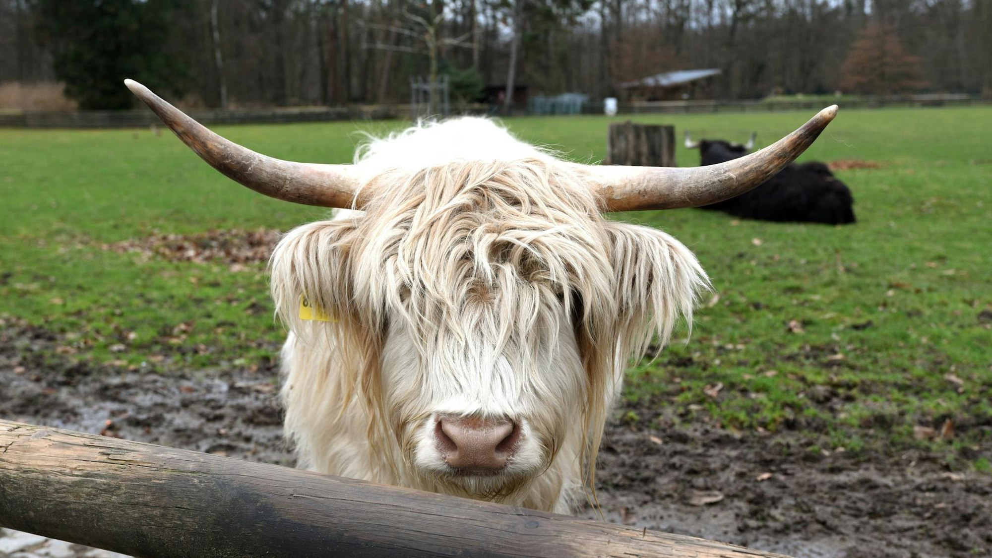 Rind mit langem weißen Fell und Hörnern auf einer Wiese