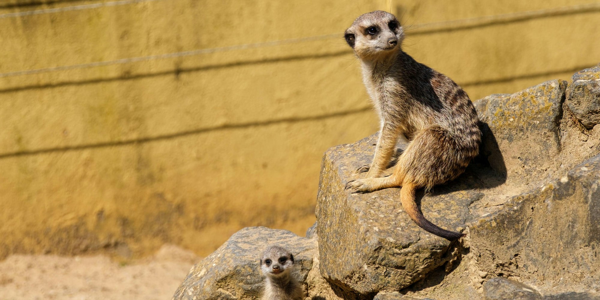 GA_Zoo_Neuwied_Erdmaennchen