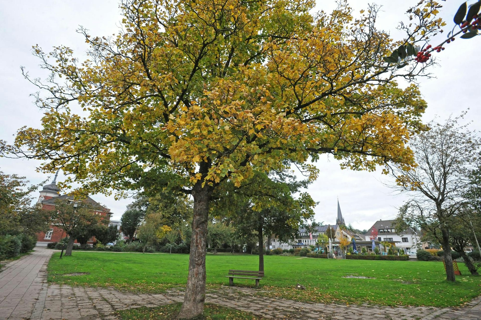 Baum Stadtpark Leichlingen