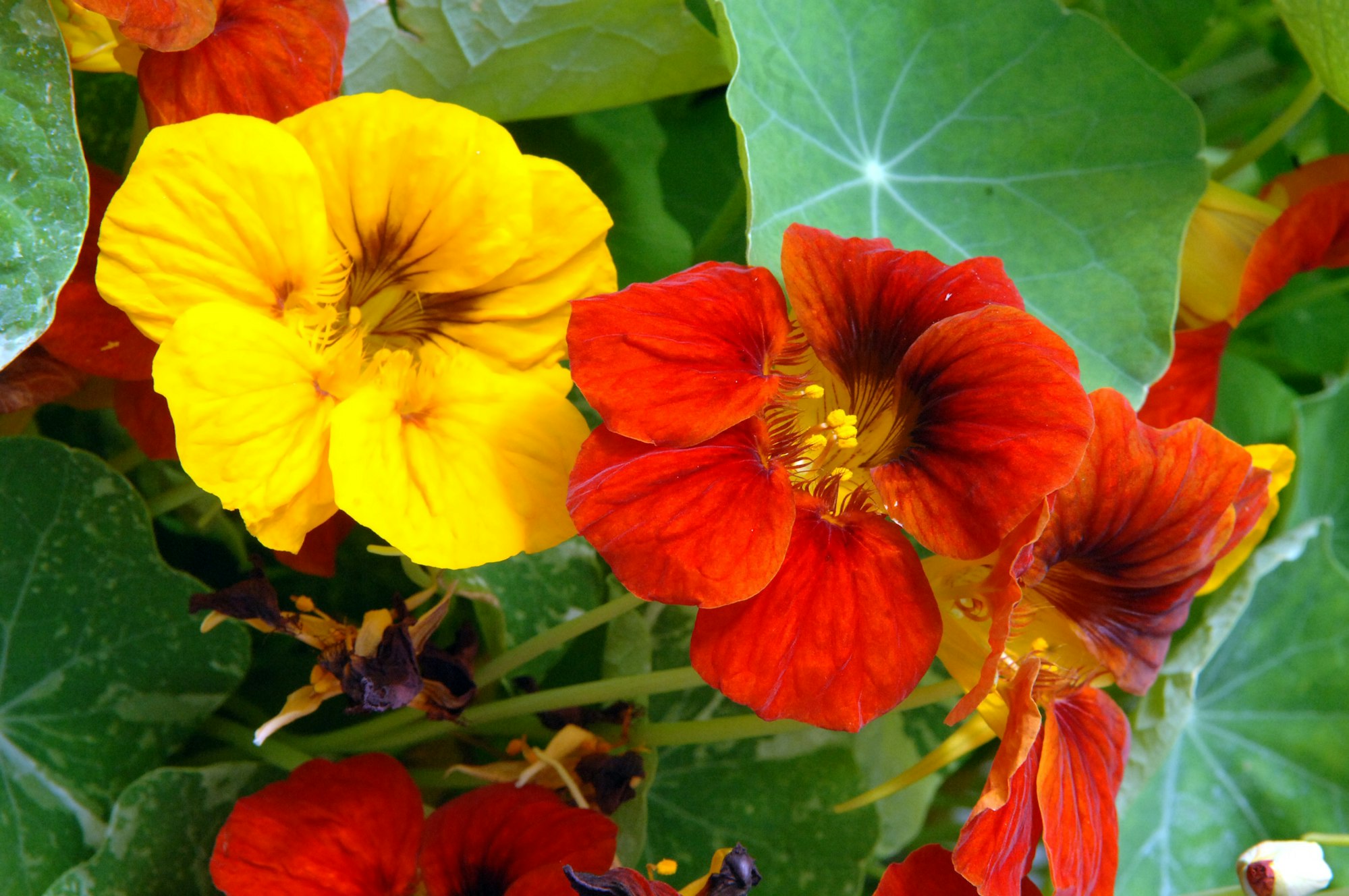 Garten Blumen Kapuziner Worring