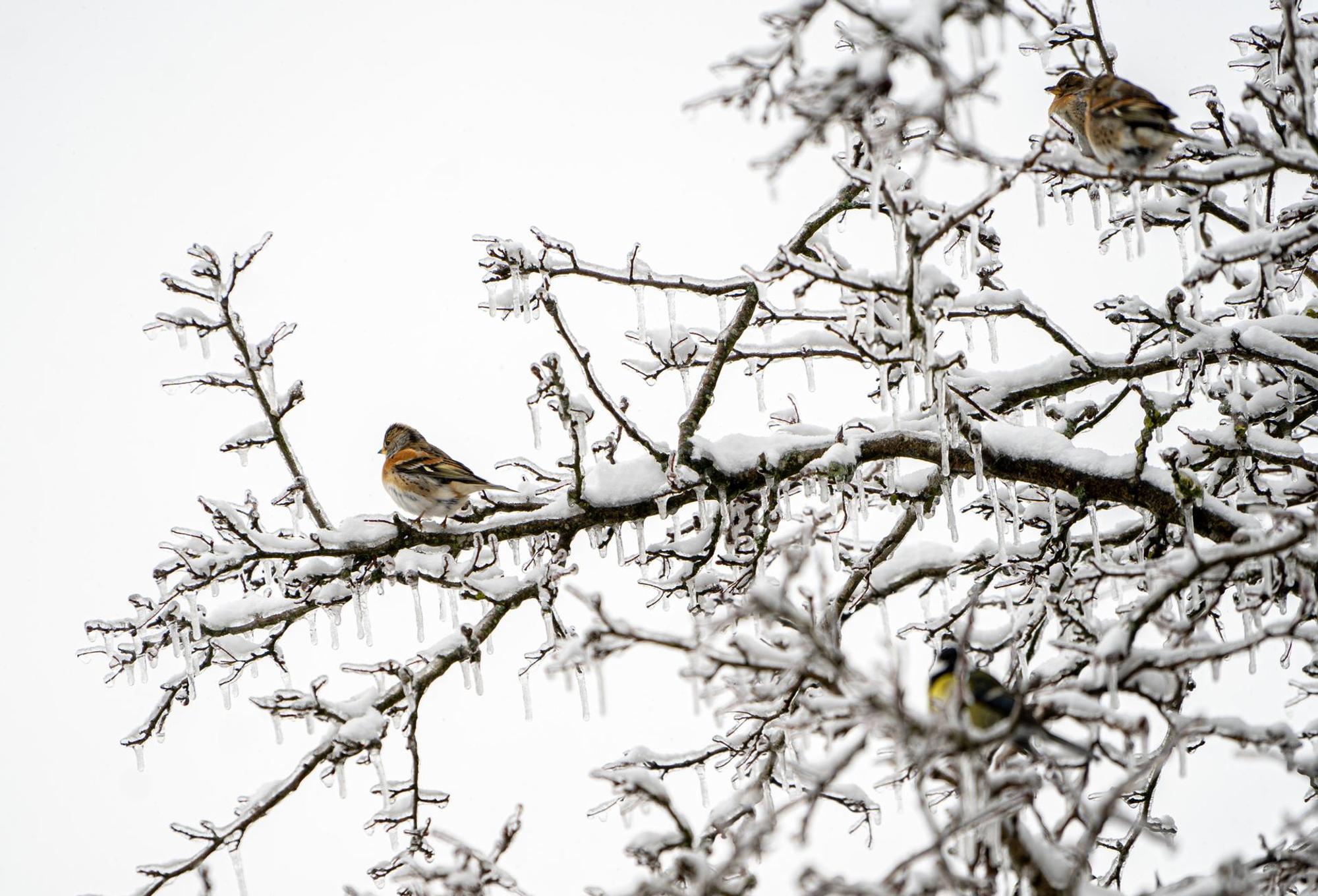 Eisregen_Baum_Ennepetal
