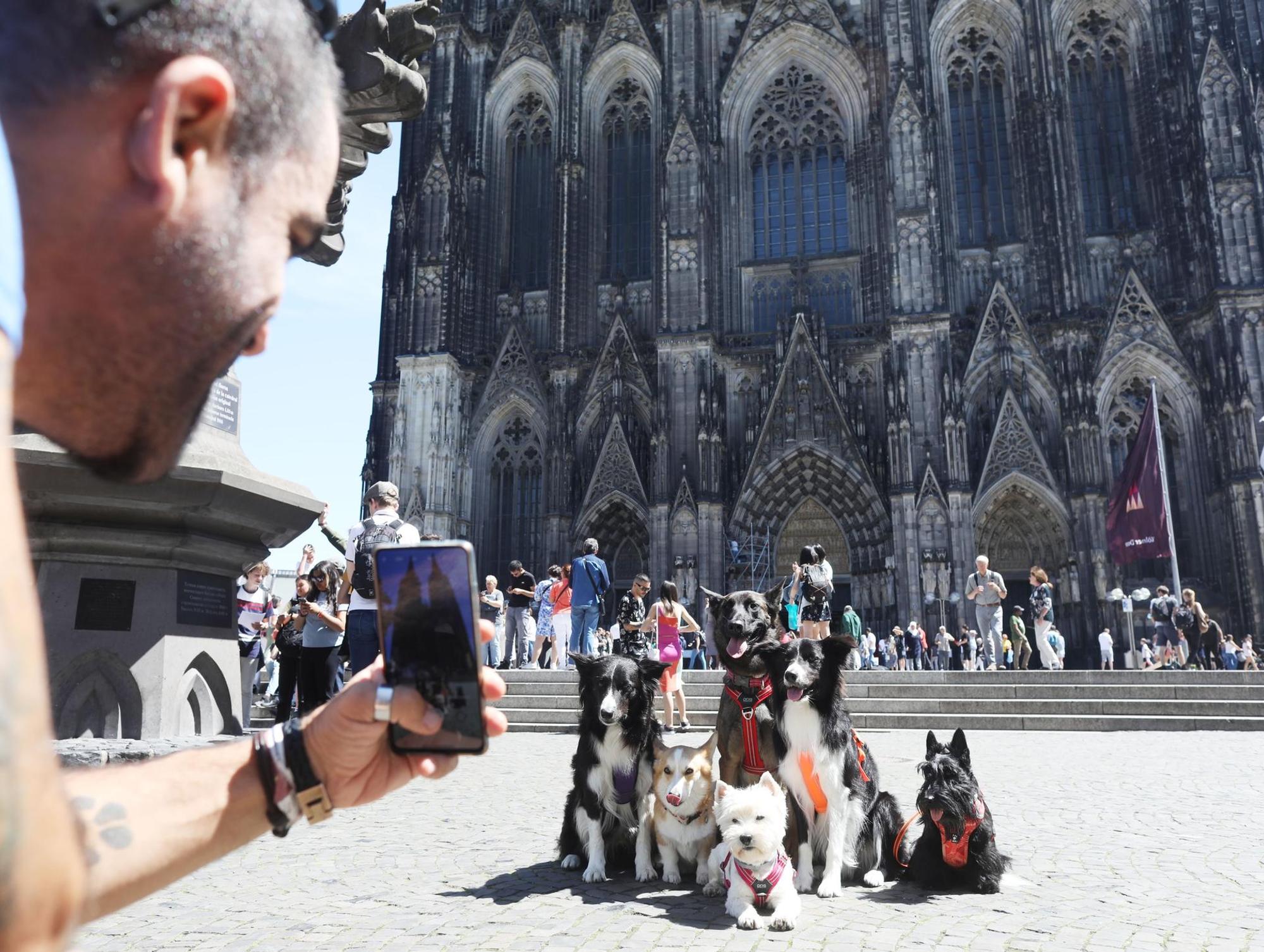 Toursiten Hund quer