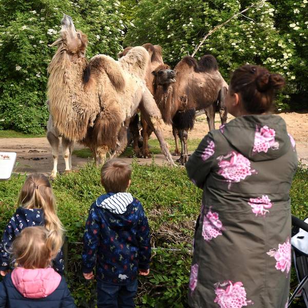 Kölner Zoo Corona