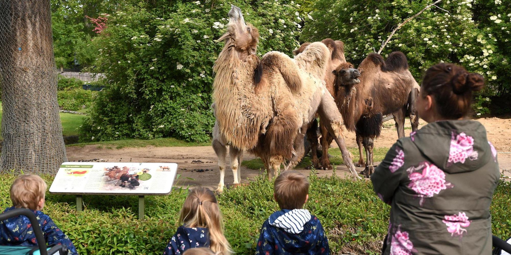 Kölner Zoo Corona