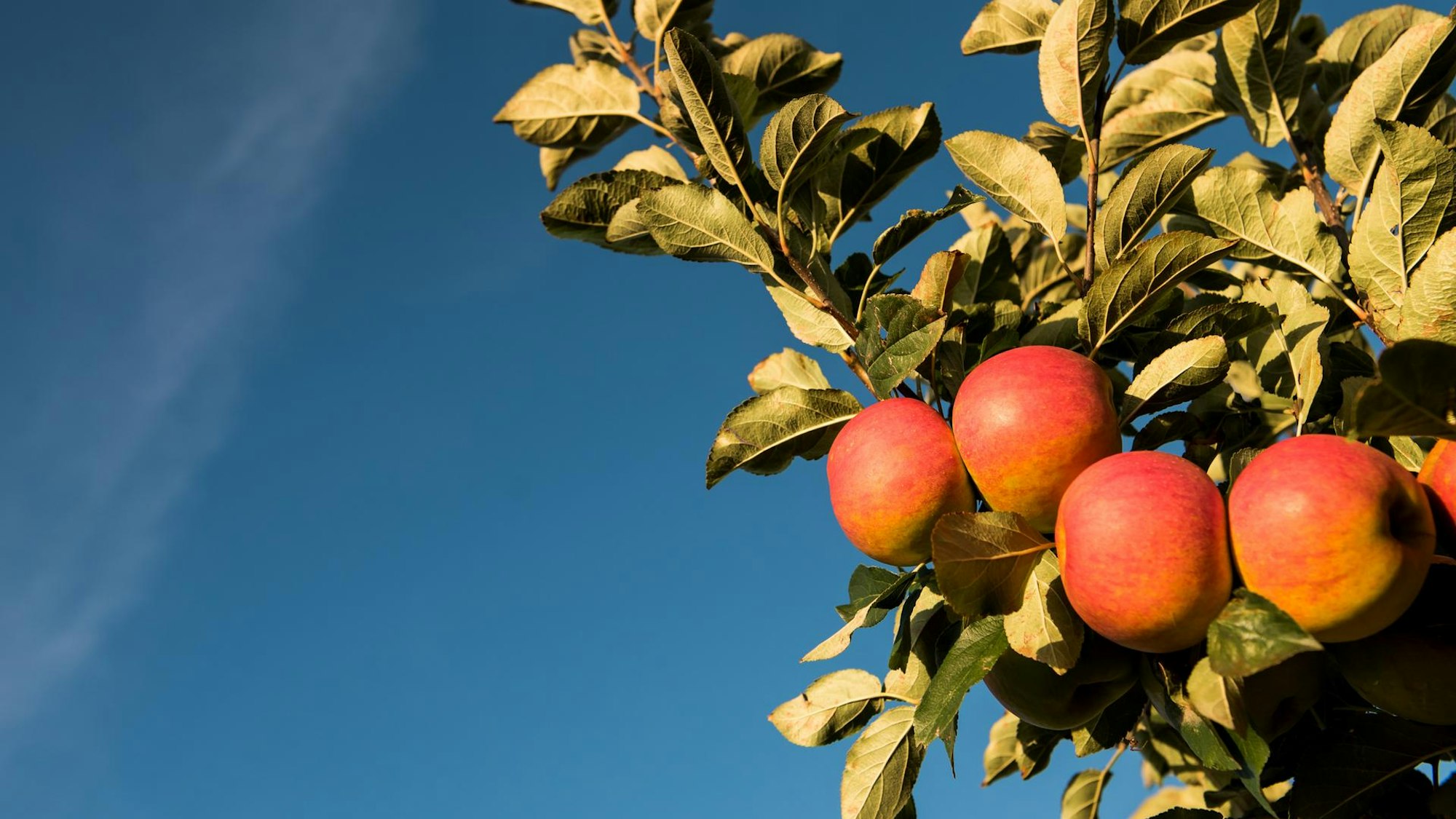 Ein Apfelbaumzweig mit Apfelpracht.
