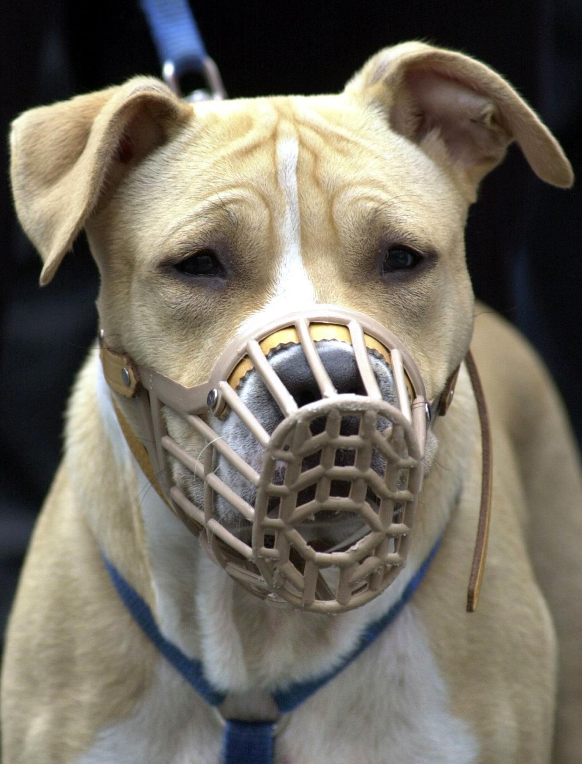 Kampfhunde