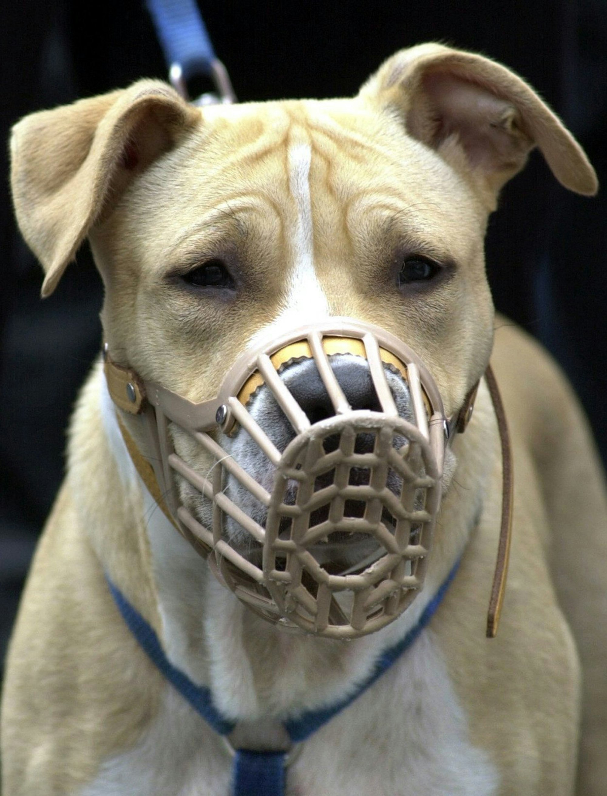 Kampfhunde