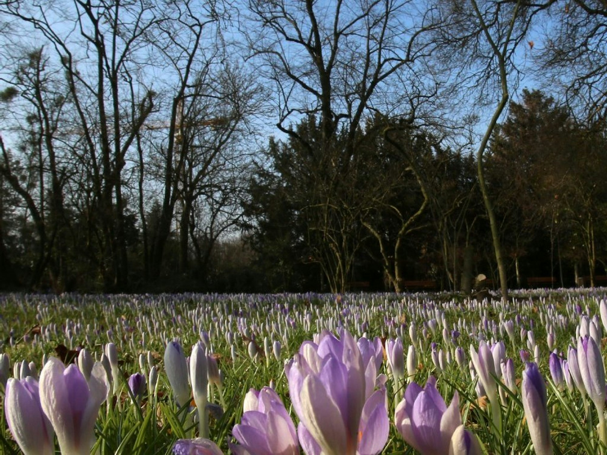 frühlingsgefühle bild