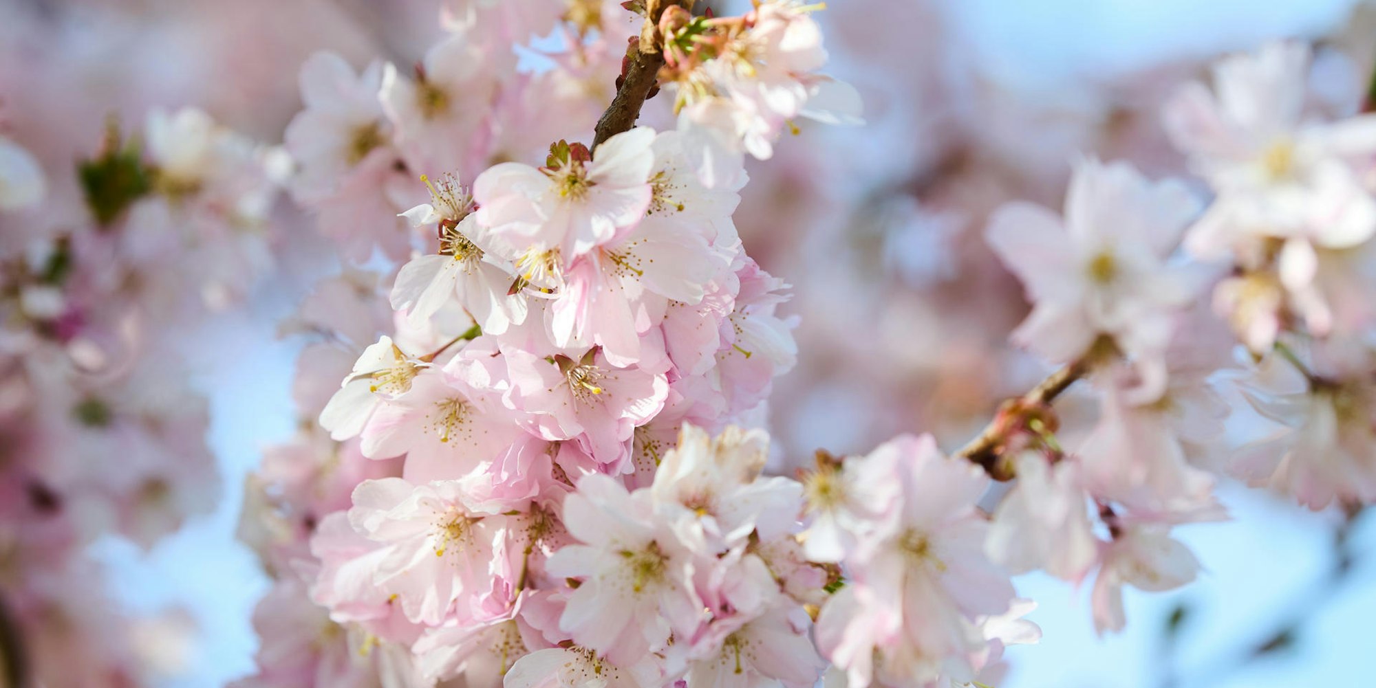 Frühling Symbol