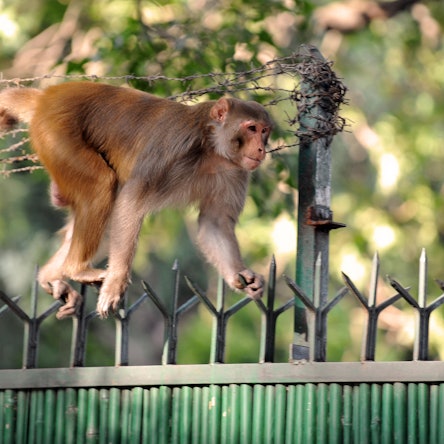 Affe Indien PA 190722