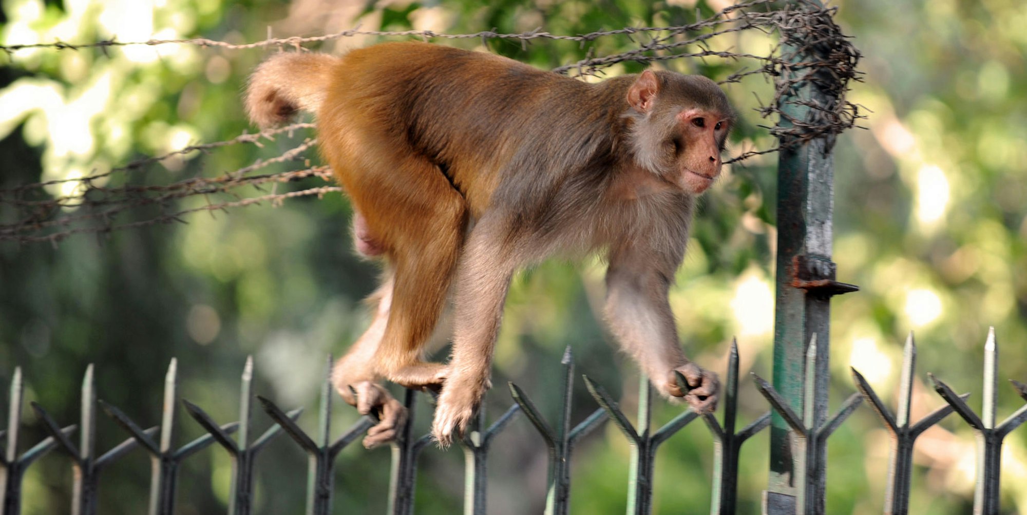 Affe Indien PA 190722