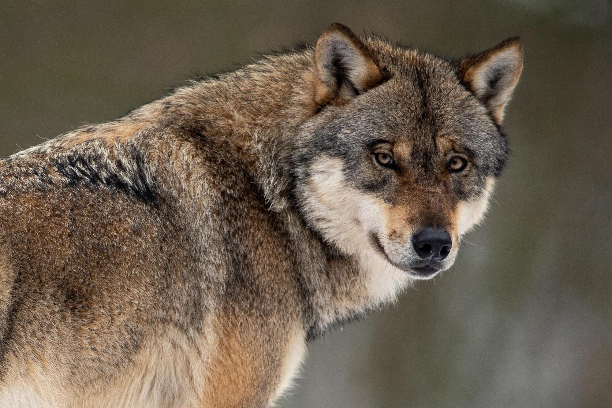 Wolf