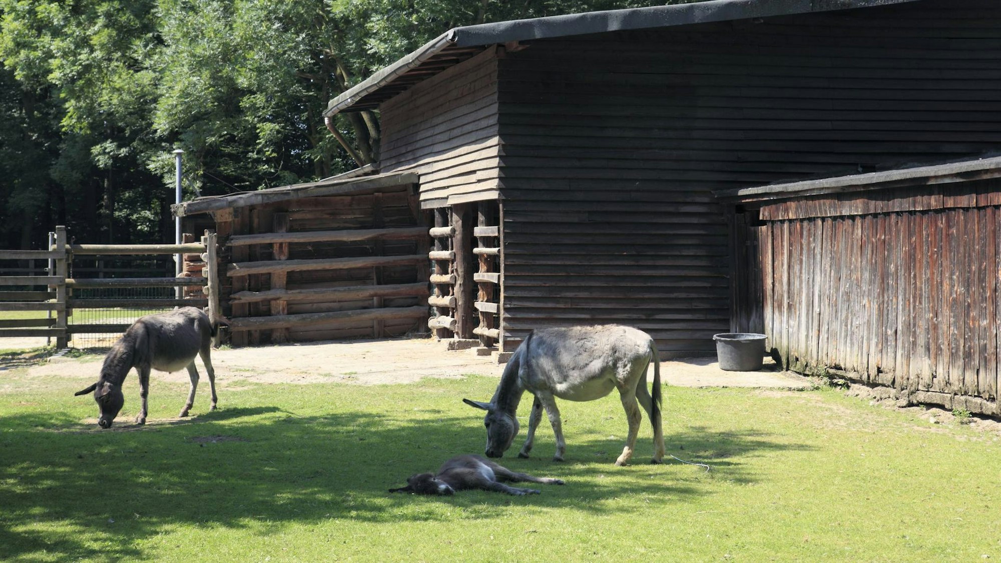 Wildpark Tannenbusch Esel imago Werner Otto