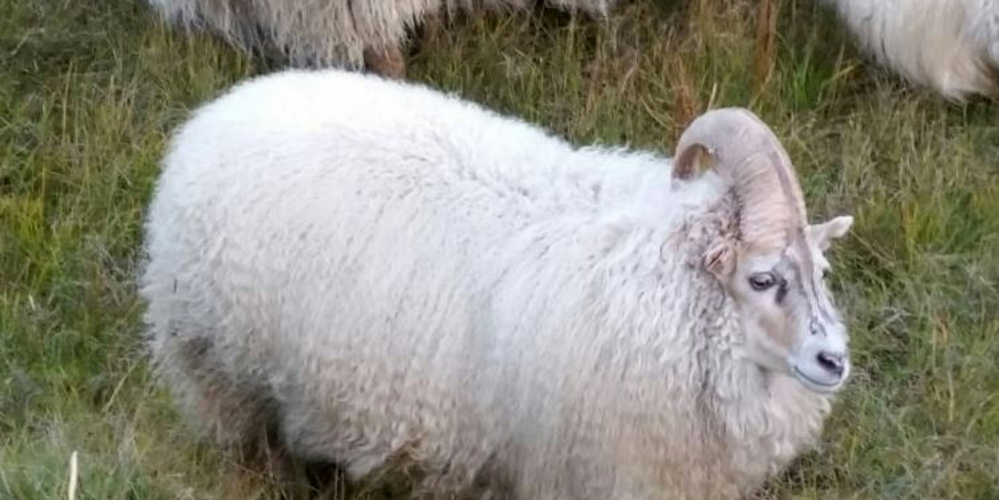 einhornschaf