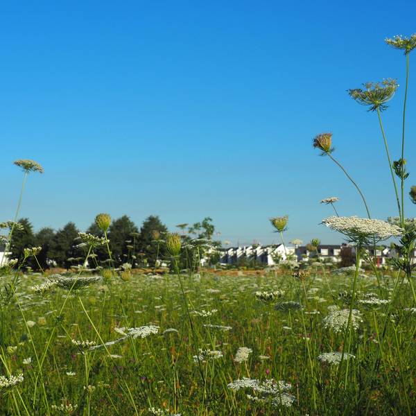 suerther_feld