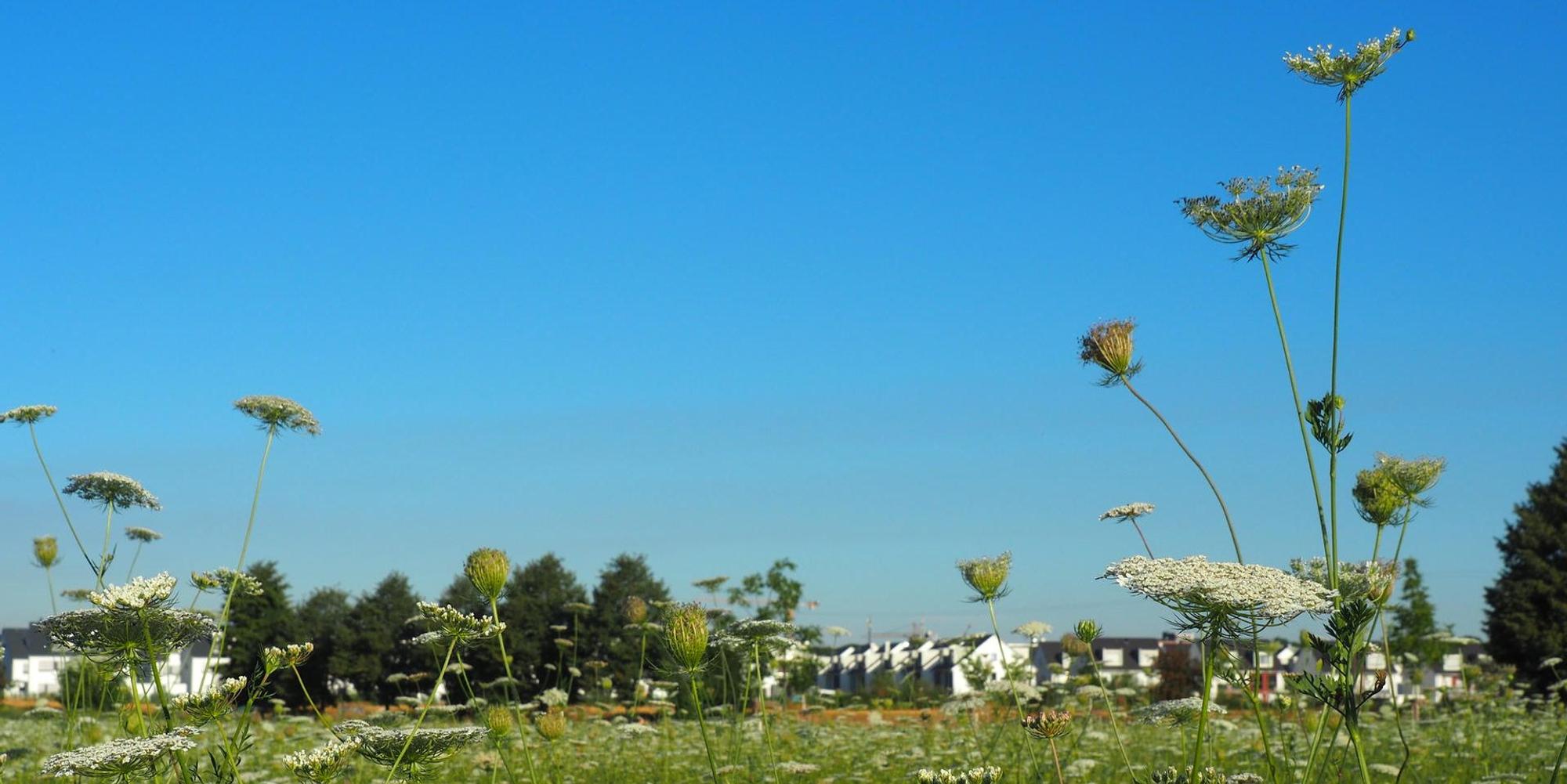 suerther_feld