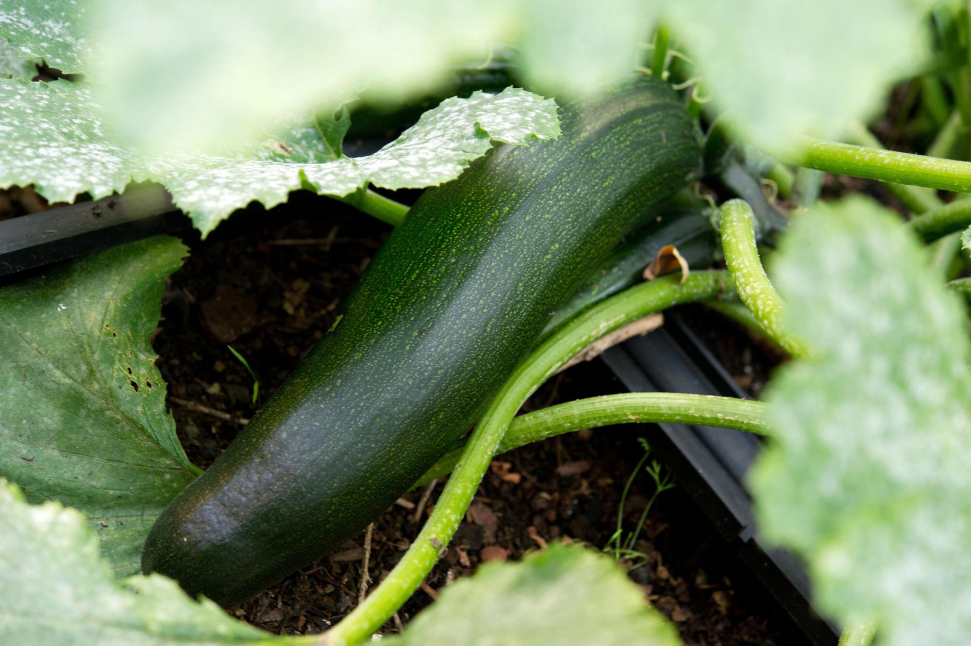Zucchini symbol