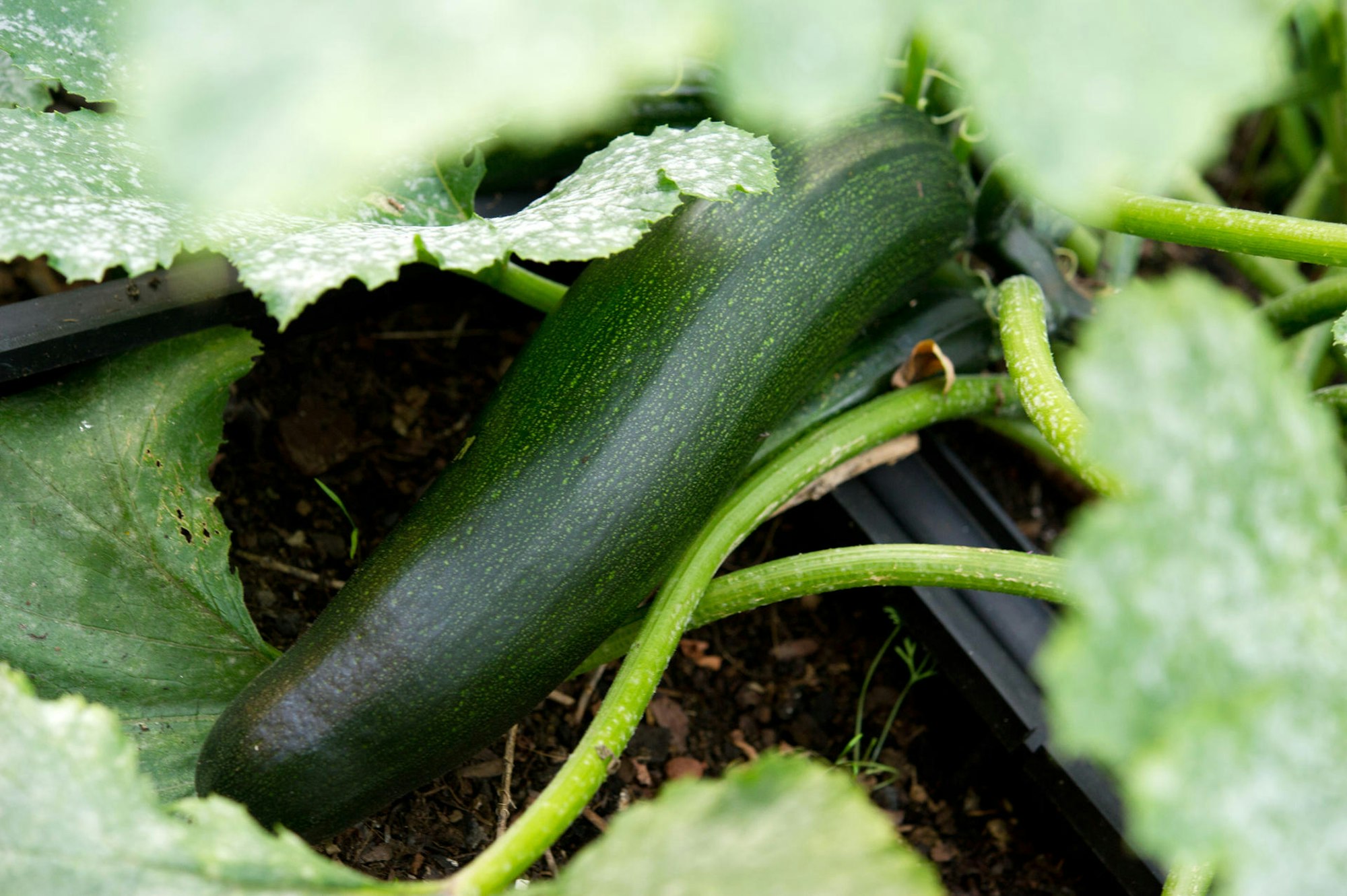 Zucchini symbol