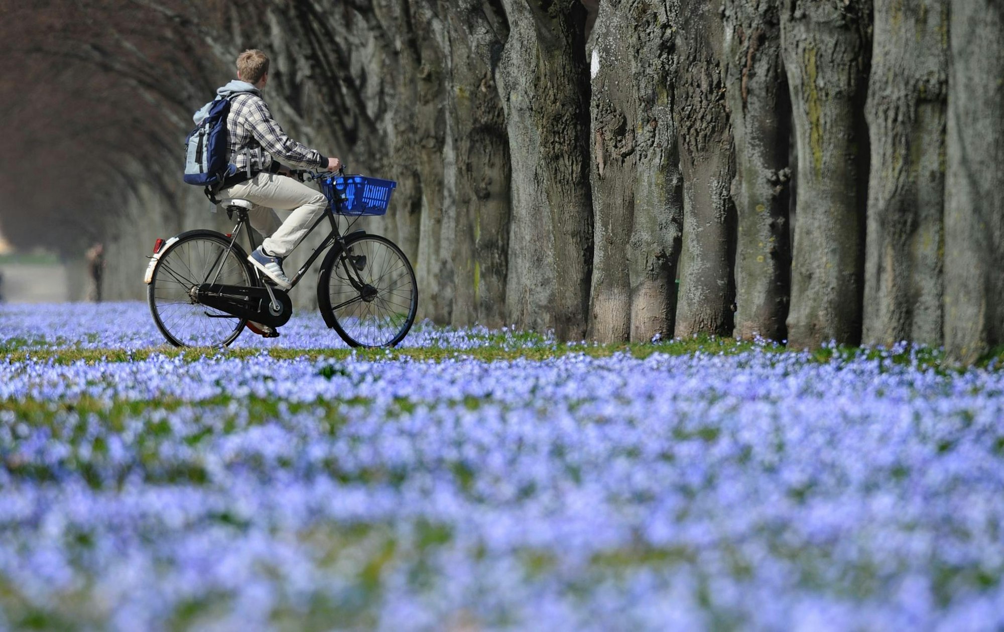 Leberblümchen30448323
