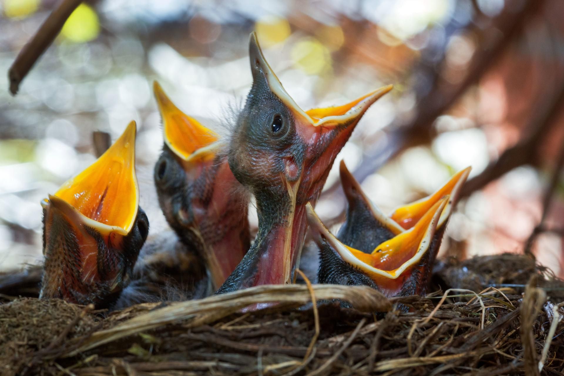 Küken im Nest