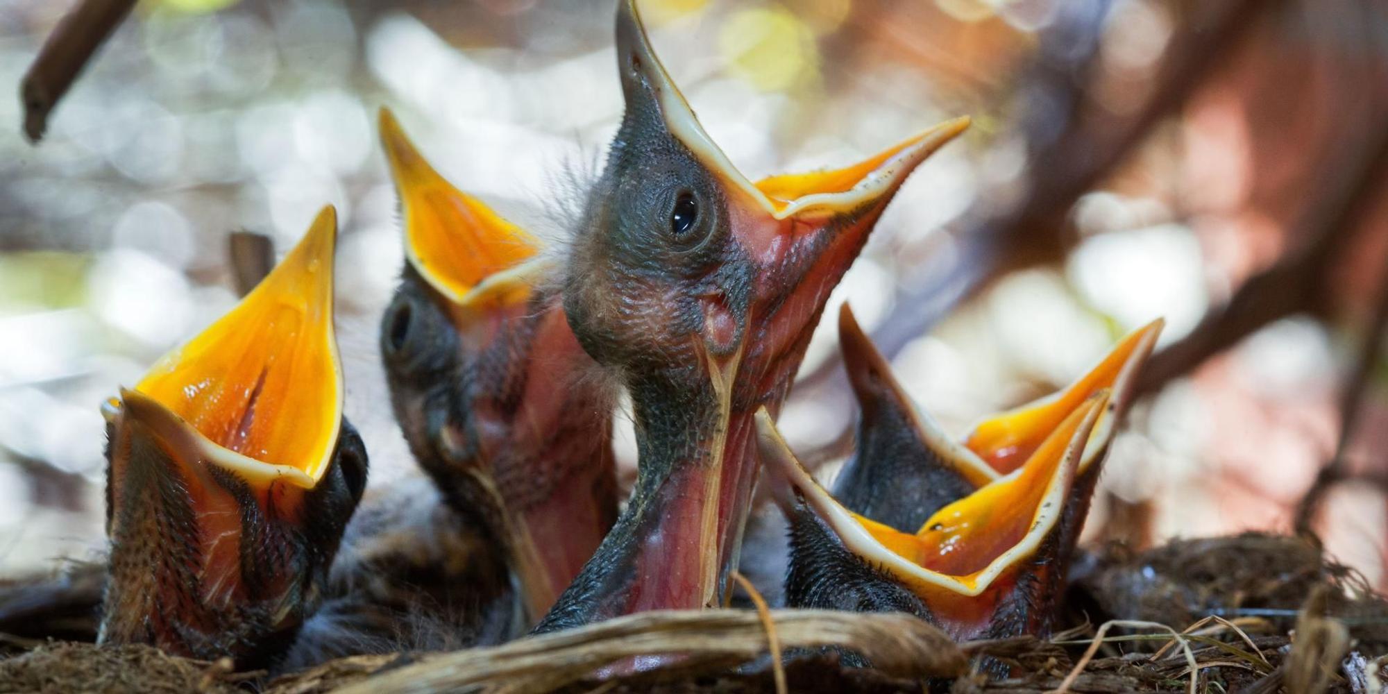 Küken im Nest
