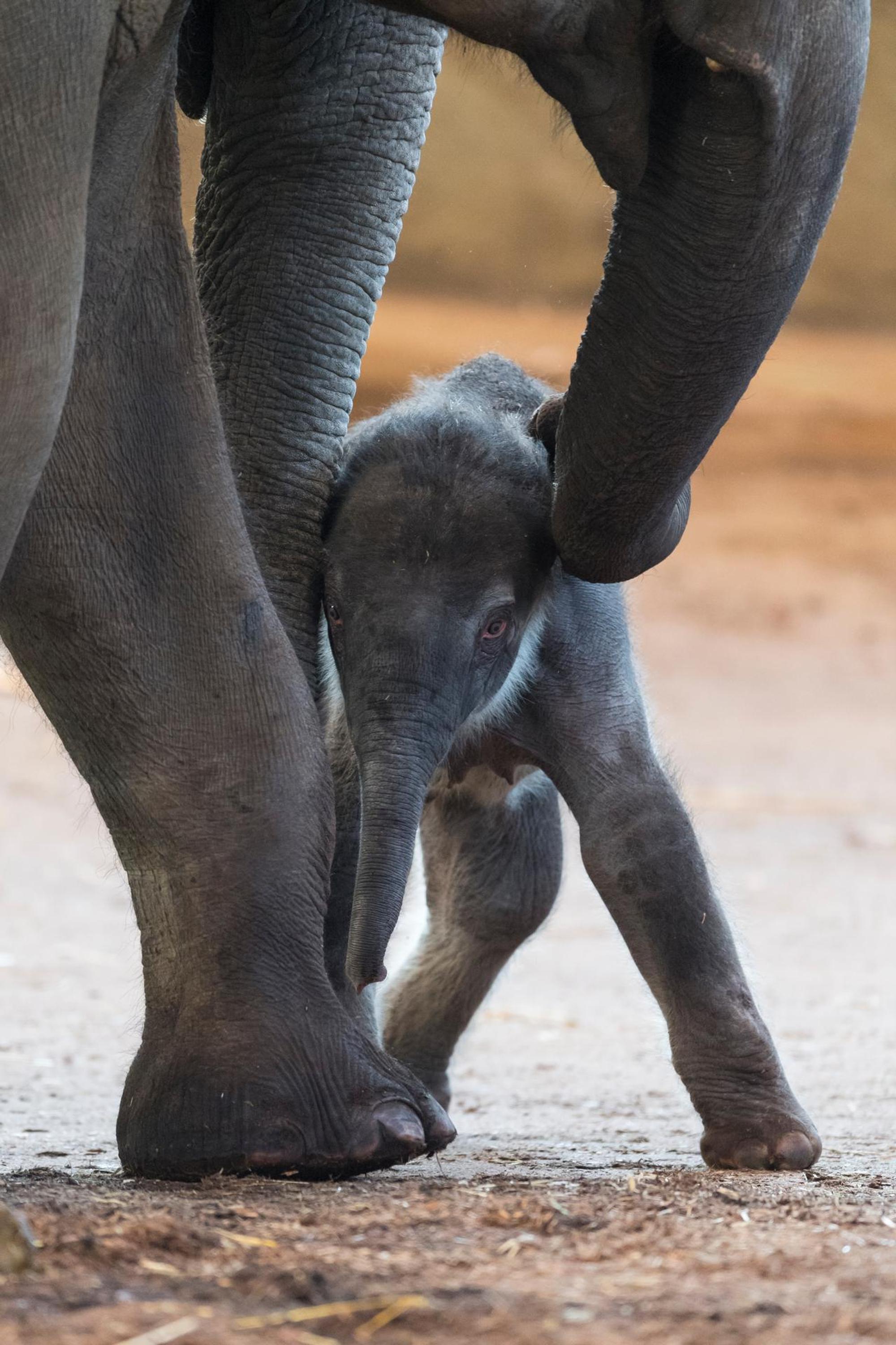 Elefant Hans Feller_2