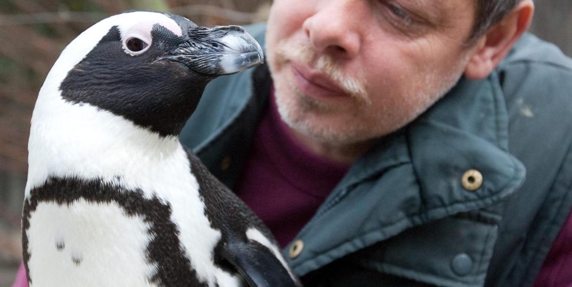 Pinguin Sandy