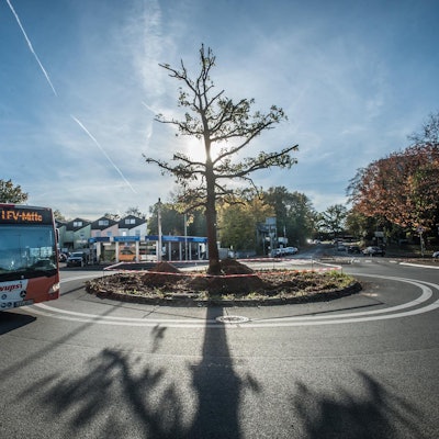 milleniums-eiche_rar_rle_10272022ALF_4181