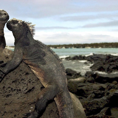 Galapagos Archiv 231219