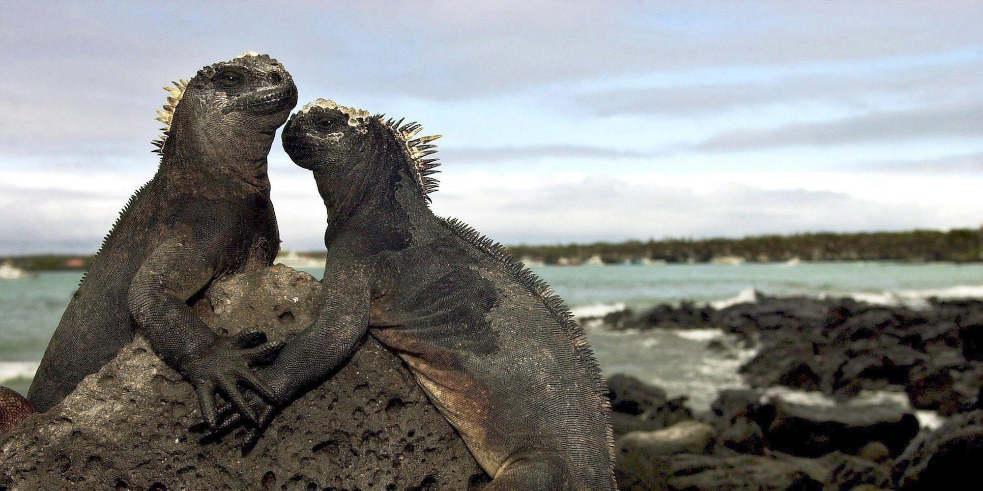 Galapagos Archiv 231219