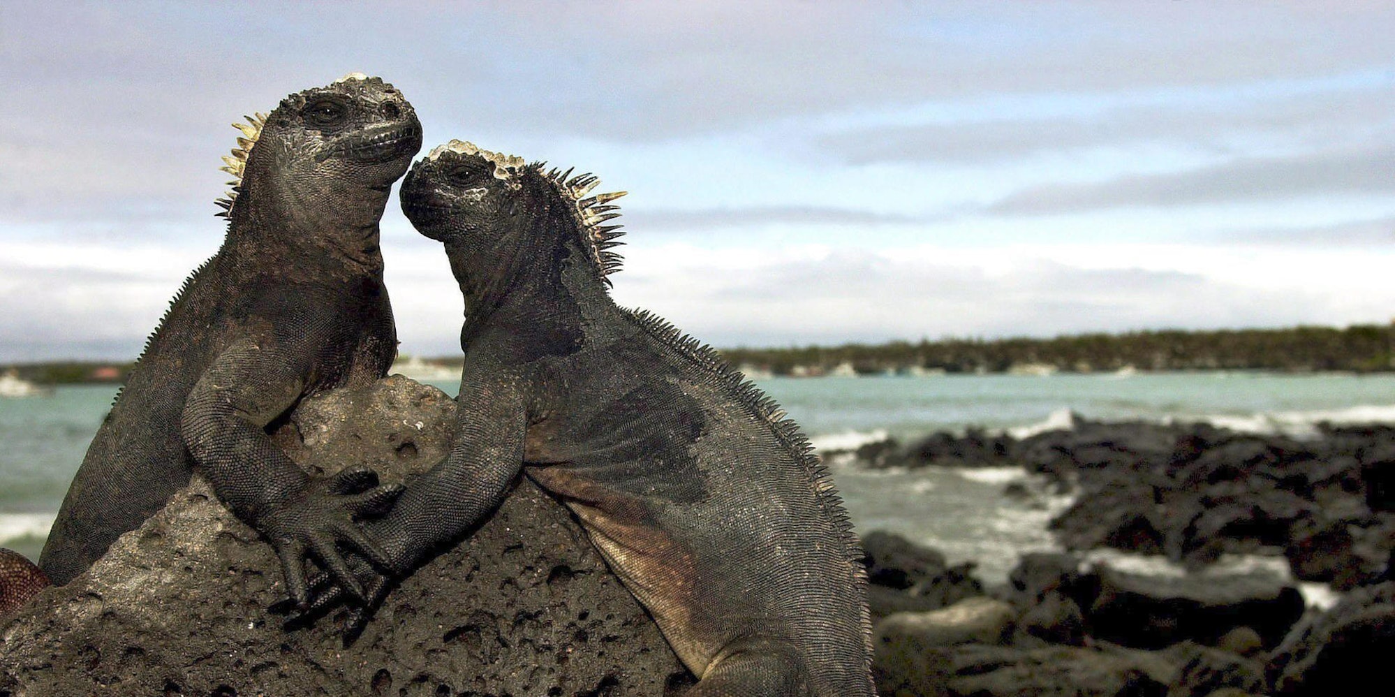 Galapagos Archiv 231219