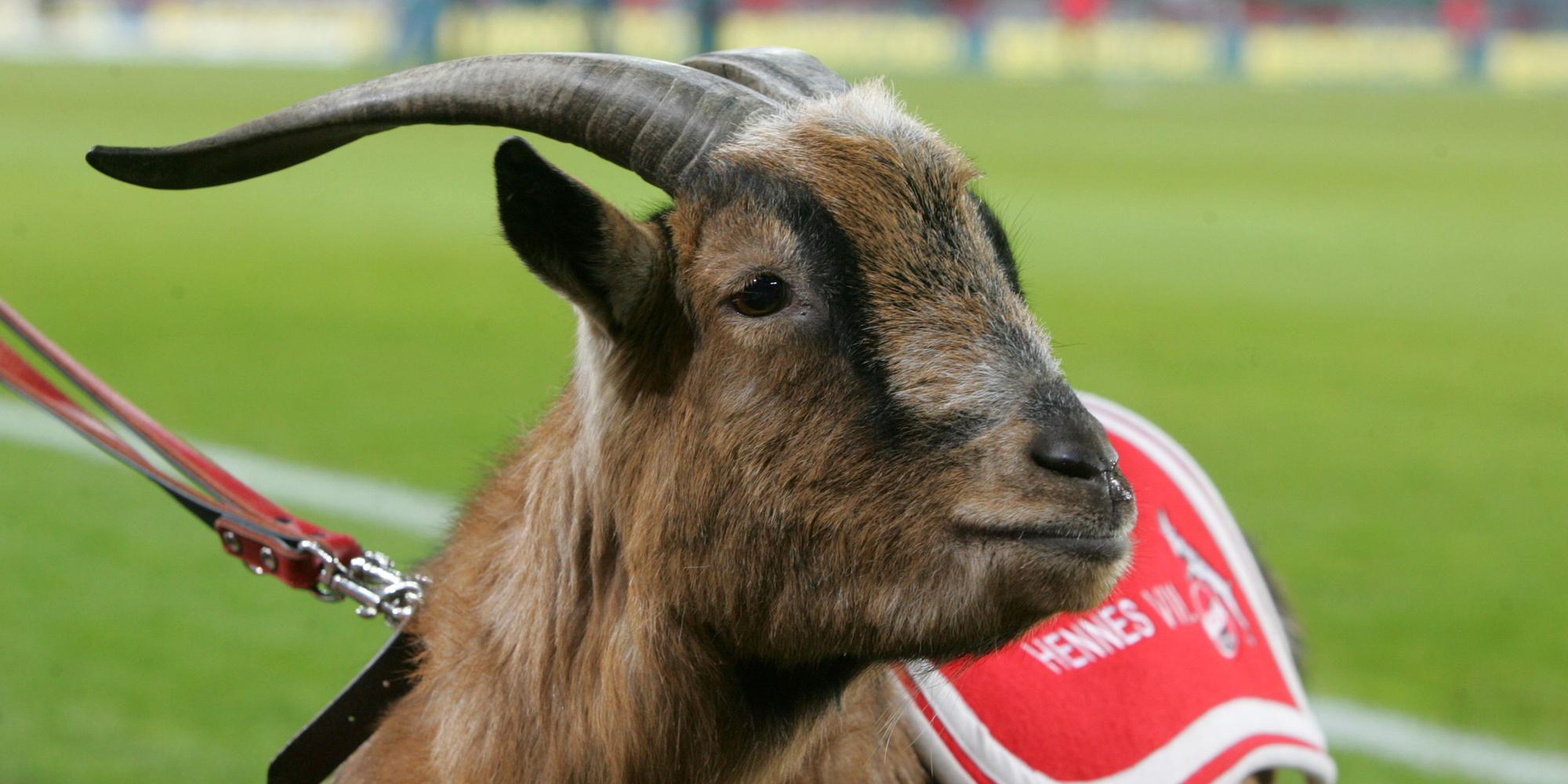 PIC Hennes