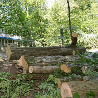 RB Baumfällung für Schule 03022022