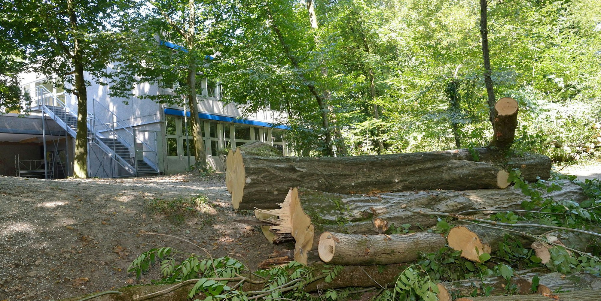 RB Baumfällung für Schule 03022022