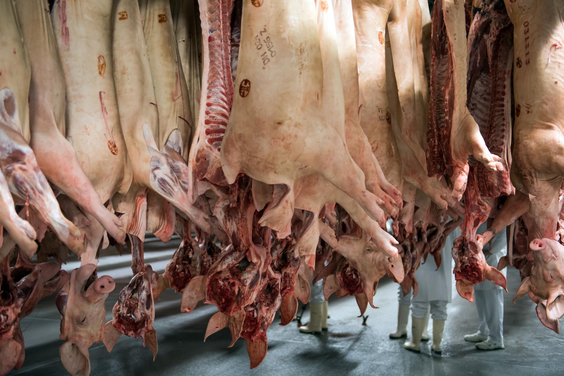 Schweine_Kühlhaus_Tönnies