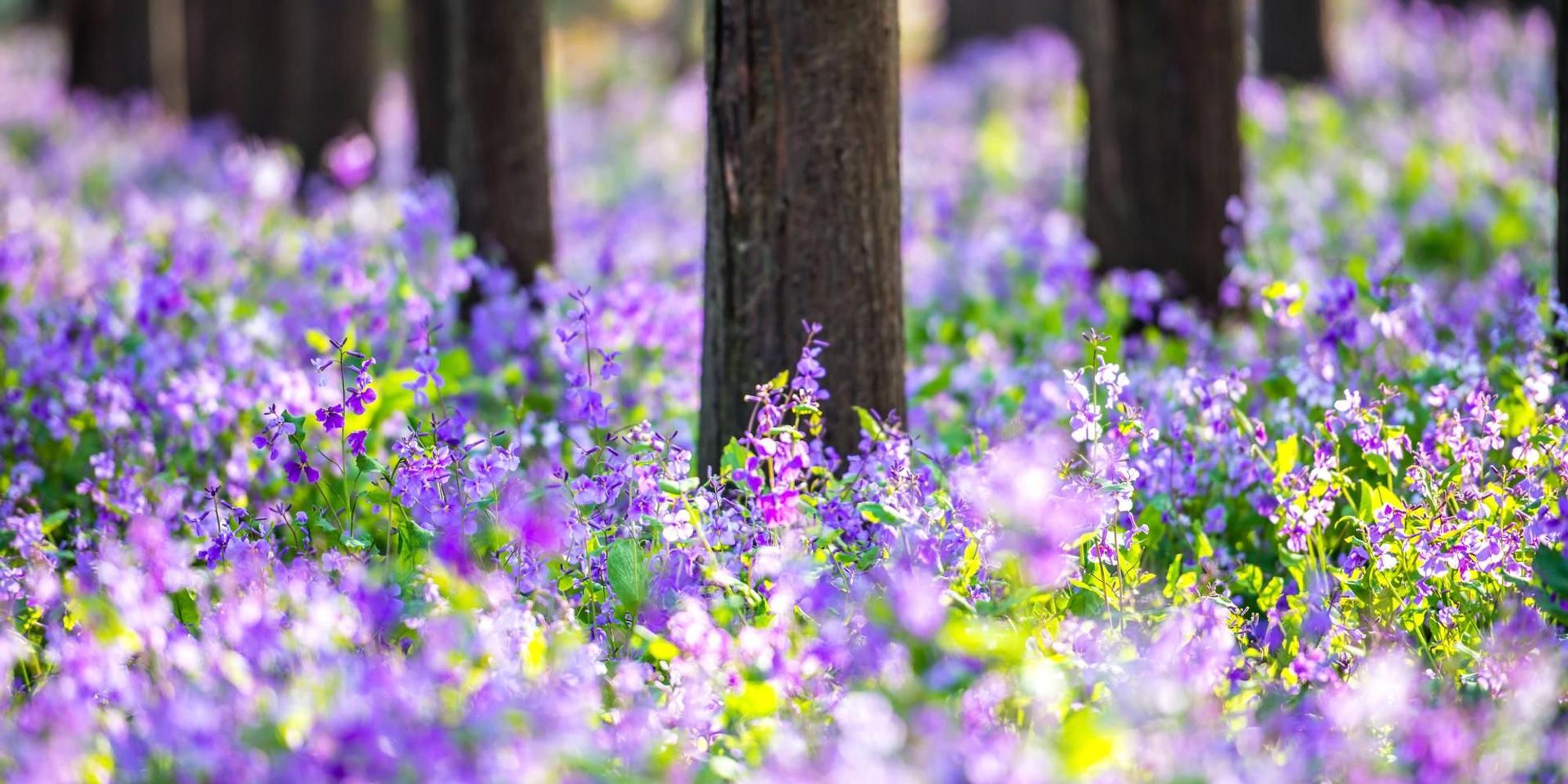 frühling2