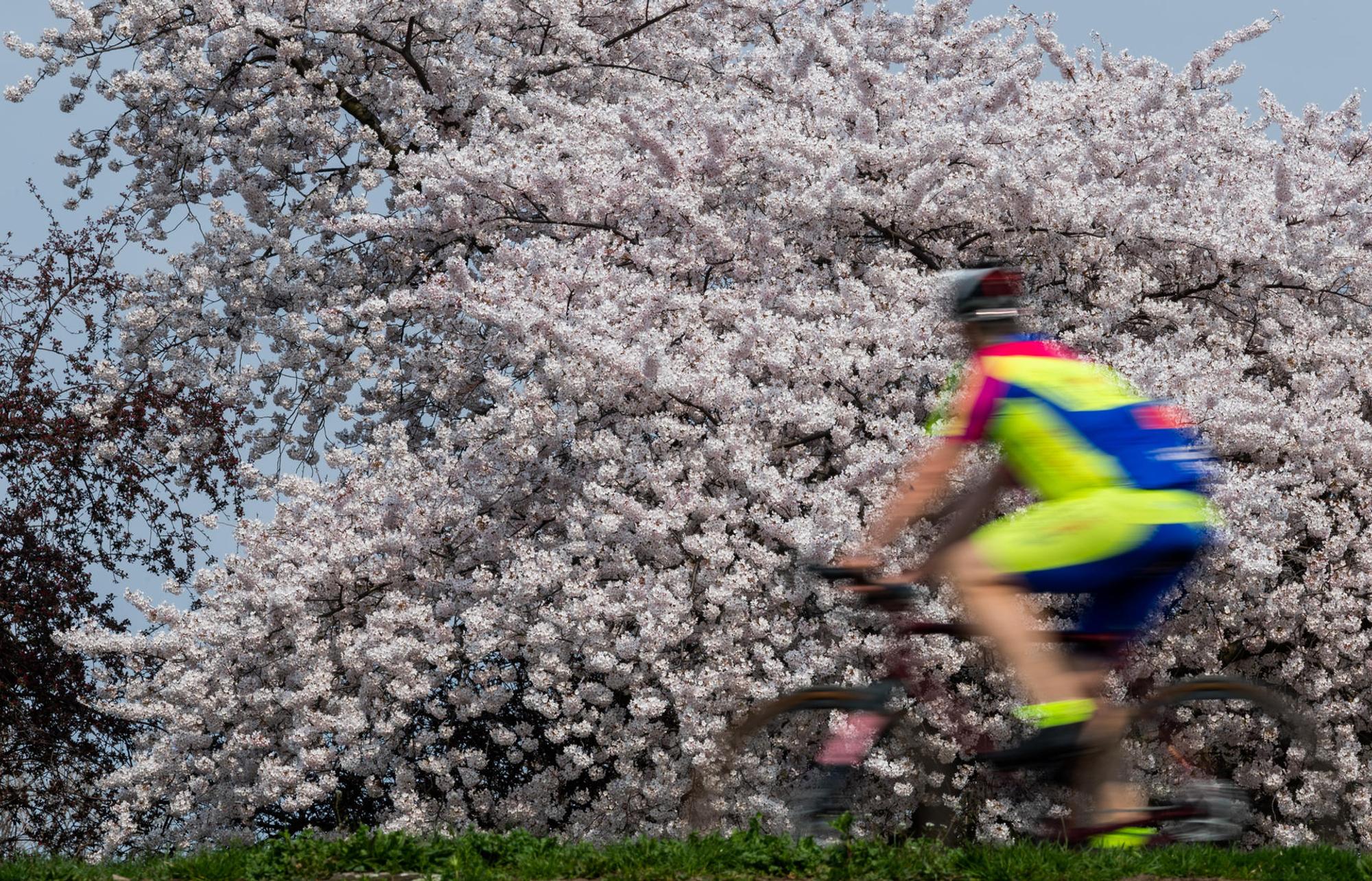 Fahrrad im Frühling dpa