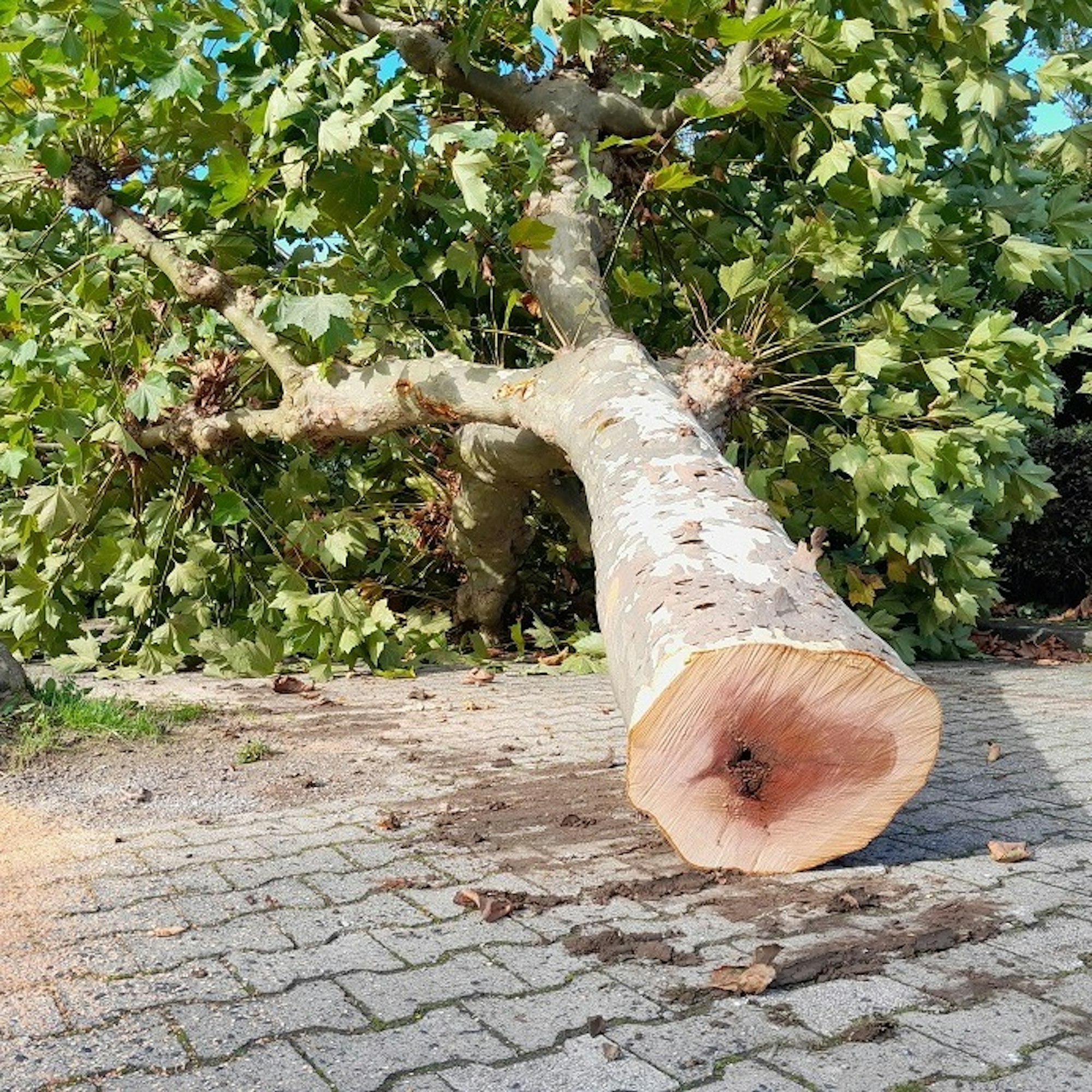 Platane faul3.JPG Stadt